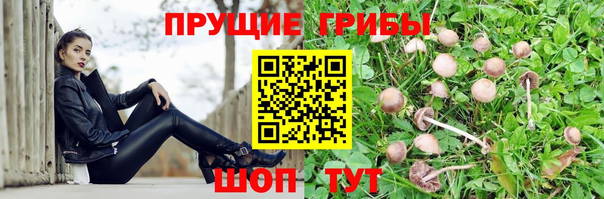Галлюциногенные грибы Psilocybe  Вход с VPN  Янаул 